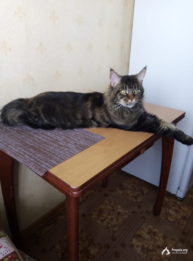 Пропал кот в районе Ясенево! 