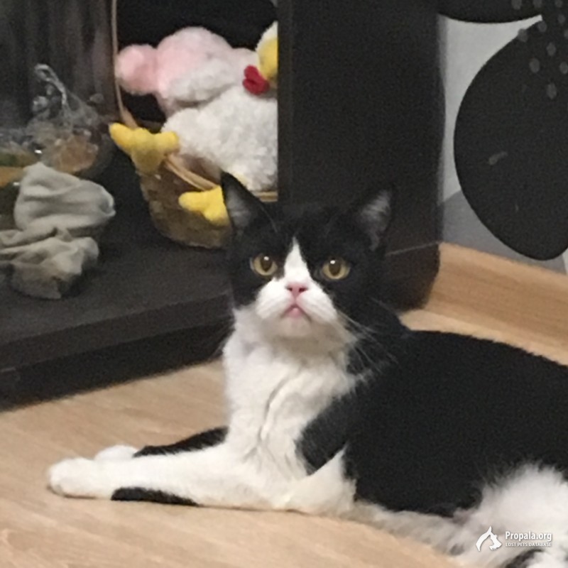 Потерялась в городе Кемерово в районе ленина 58 дома