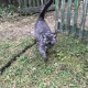 Найден кот