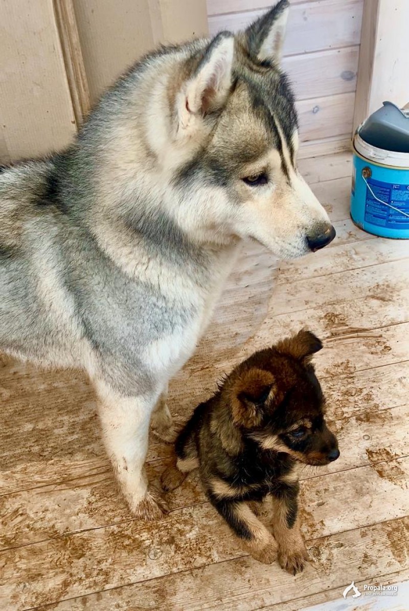 Пропала собака!!!