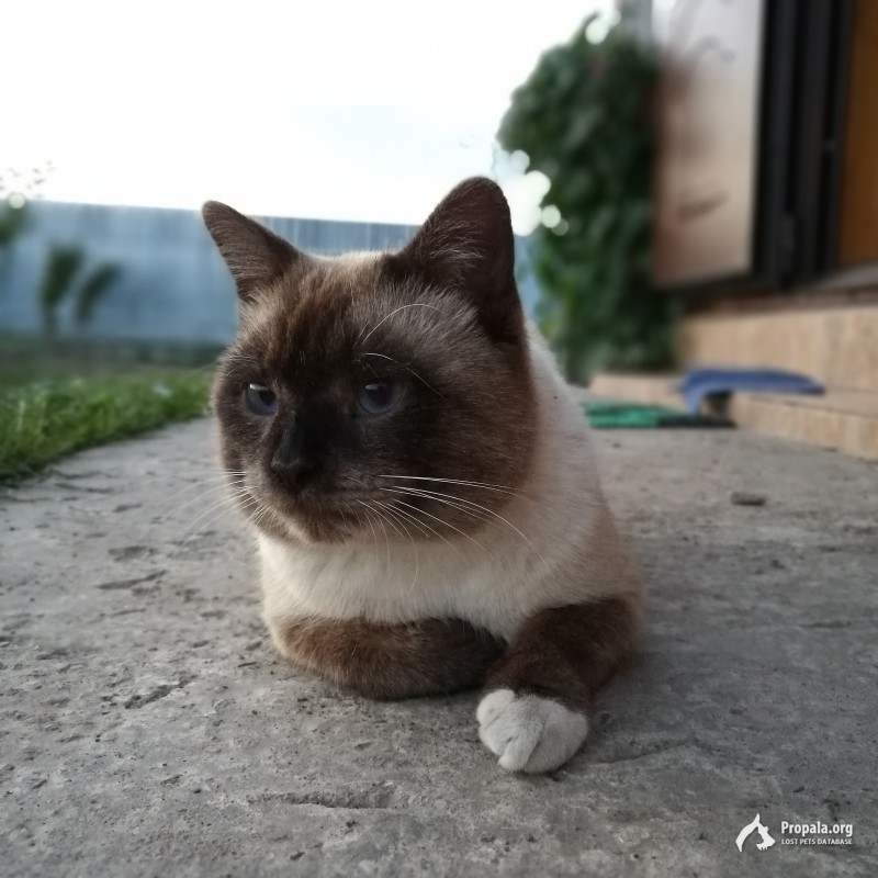 Пропал тайский кот