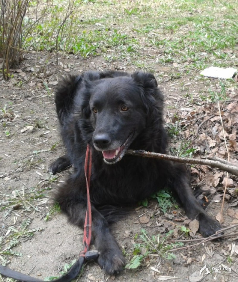 пропала черная собака среднего размера
