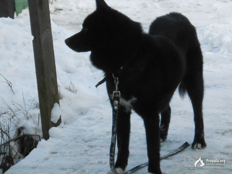 Найдена недалеко от Мельчевки, МО, Дмитровский р-он