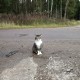 Потерялся кот!!СНТ Лесная Поляна
