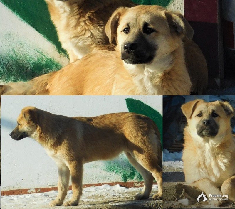 Пропала собака