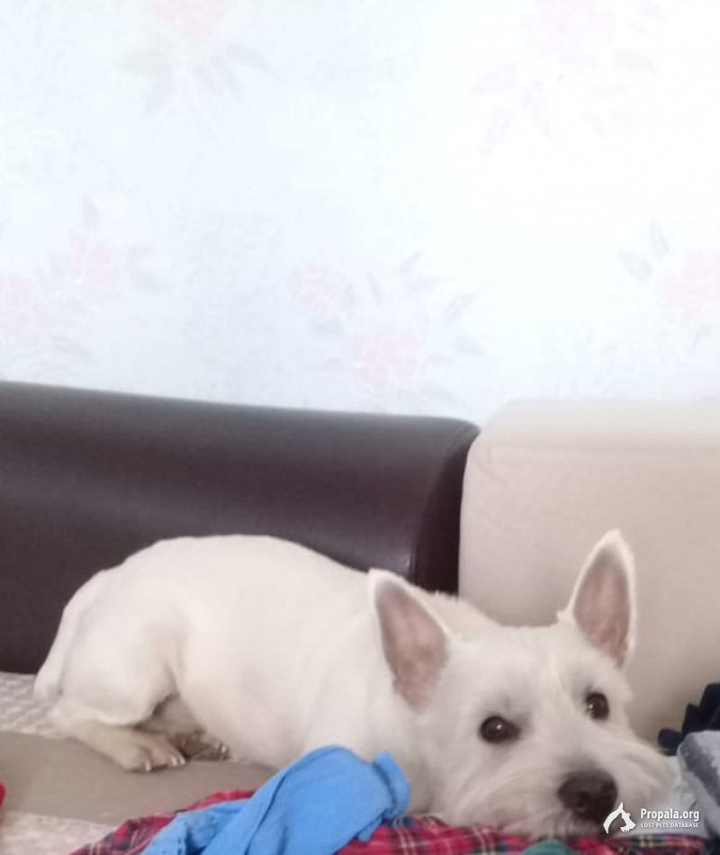 Пропала собака, ищем собаку, белый пес, вест