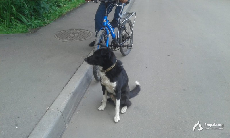 Найдена собака в Гольяново