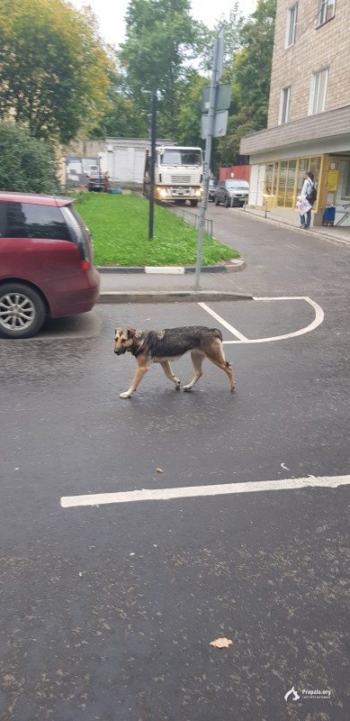 Найдена собака Москва Центр