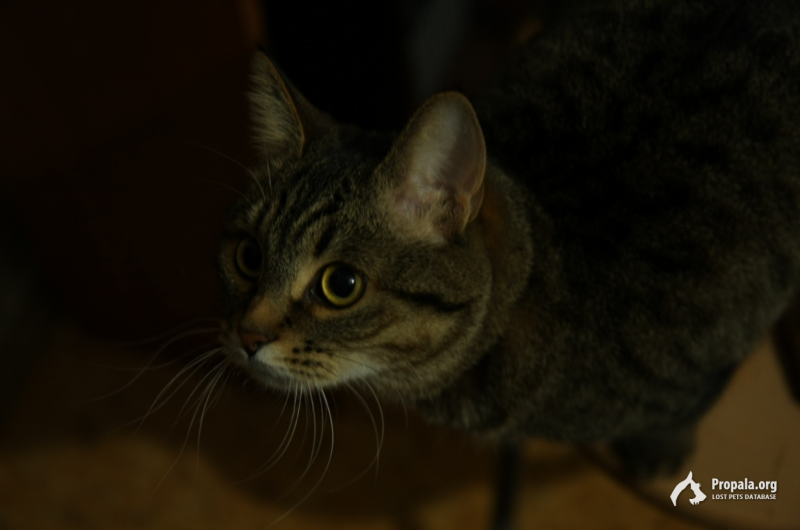 Пропала кошка муха