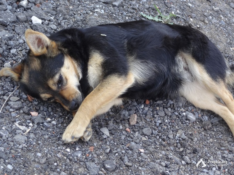 ПОМОГИТЕ НАЙТИ ХОЗЯИНА