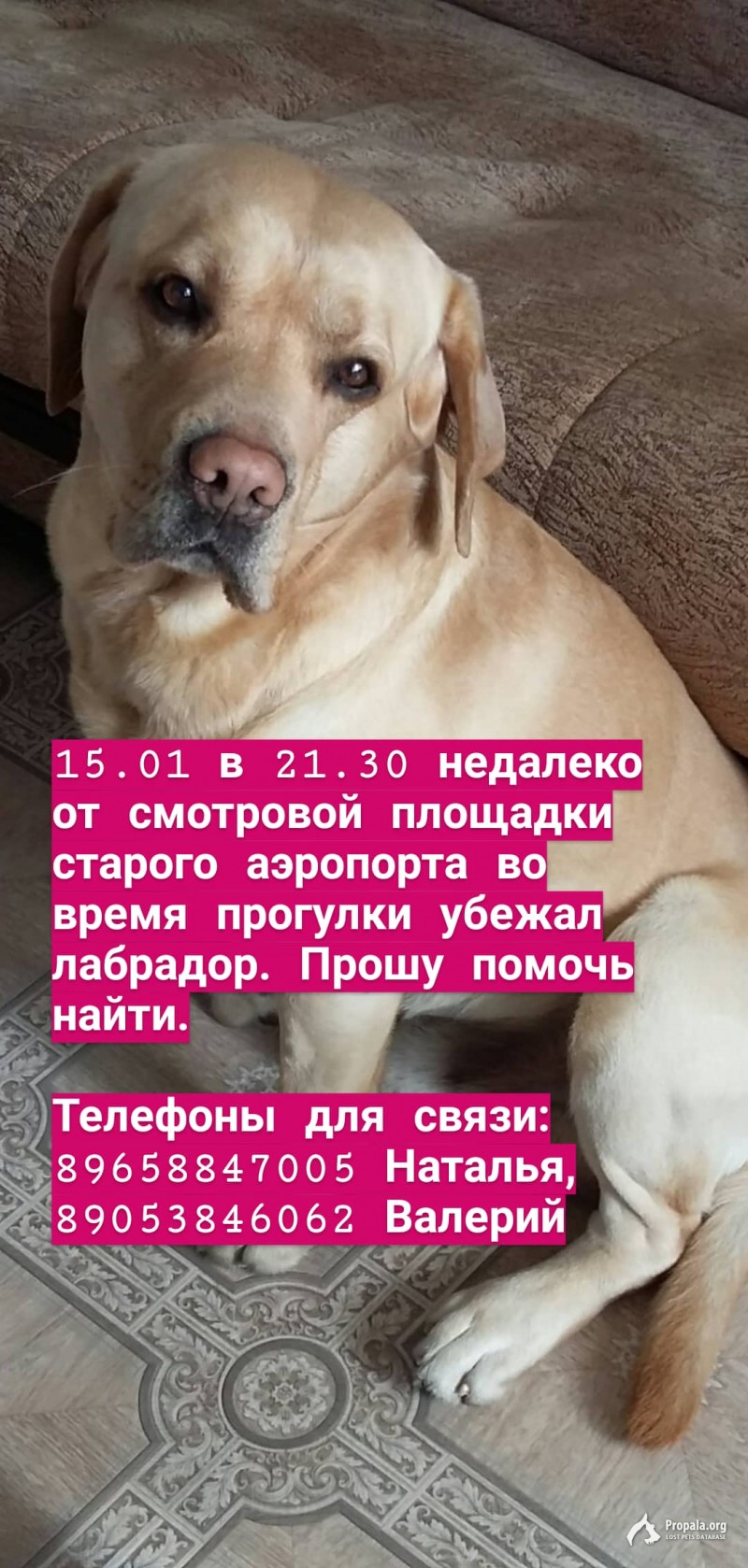 Пропал лабрадор!