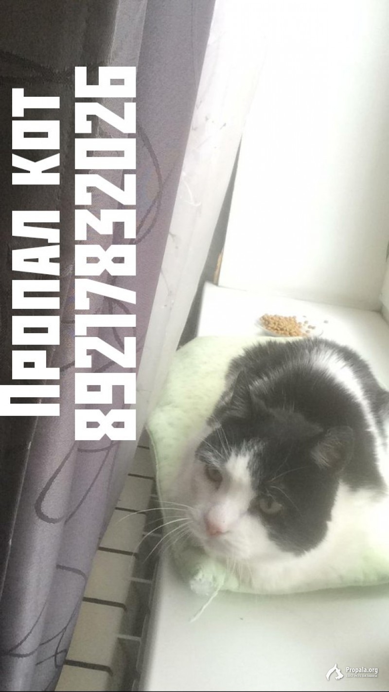 Кот стриженный под льва
