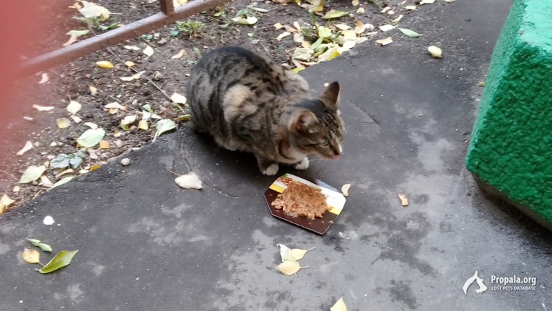 НАЙДЕНА КОШКА В СИРЕНЕВОМ ОШЕЙНИКЕ