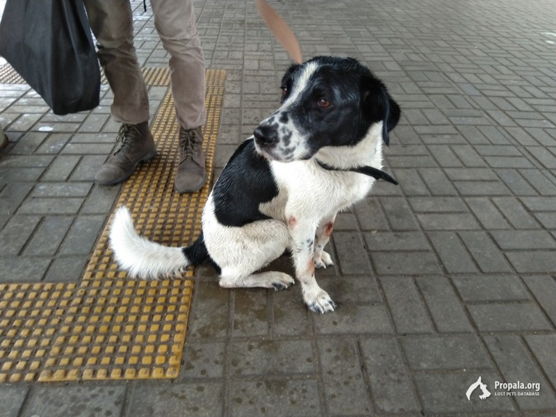 Найден черно-белый пес в Кусково