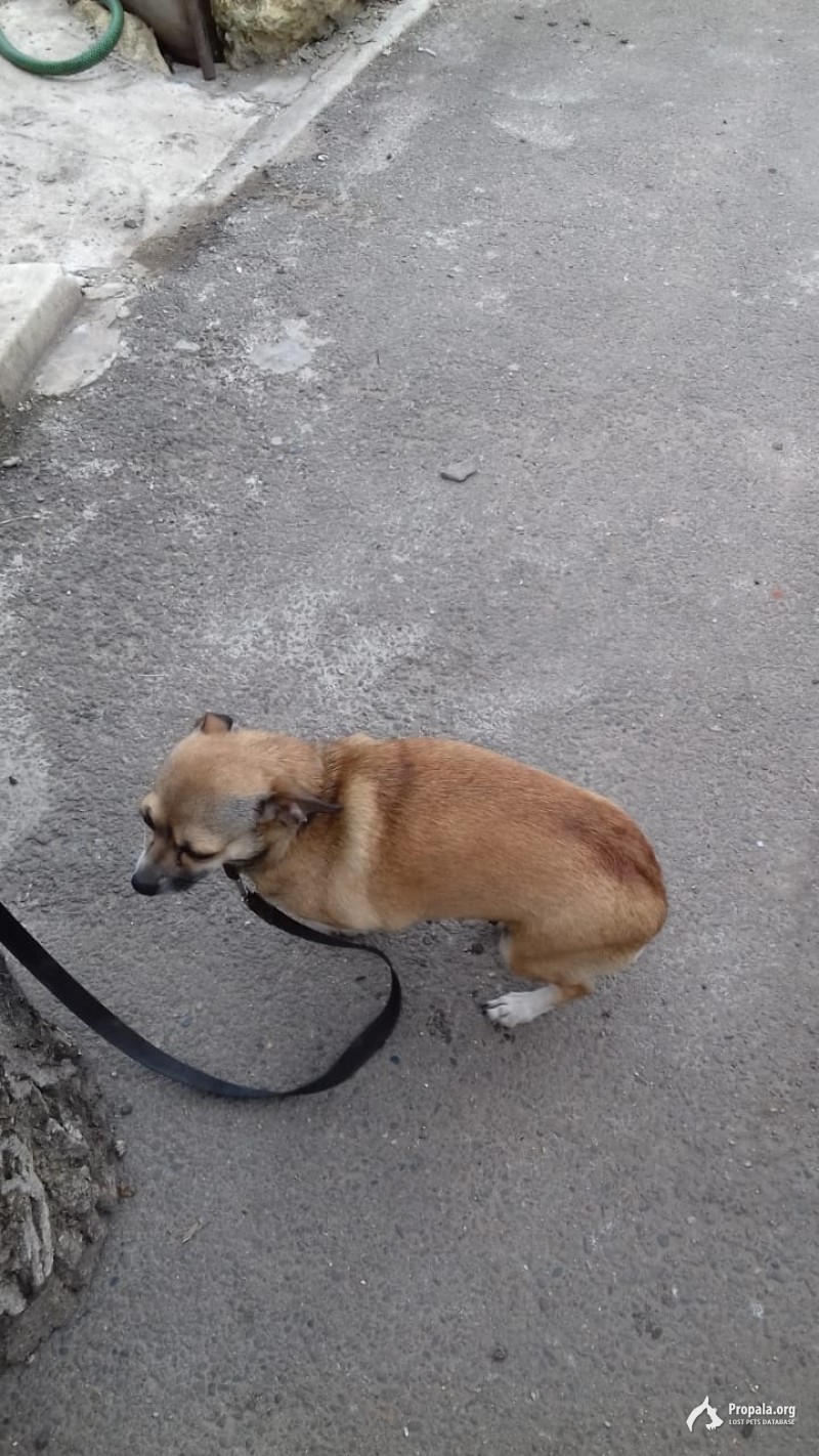 Пропала собака на Ташле