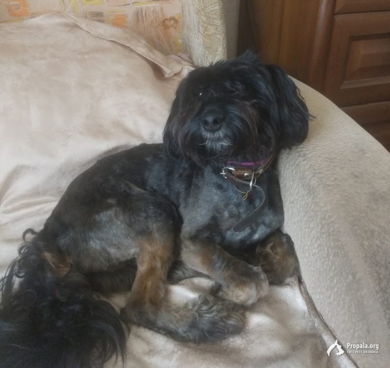 Пропала собака!!