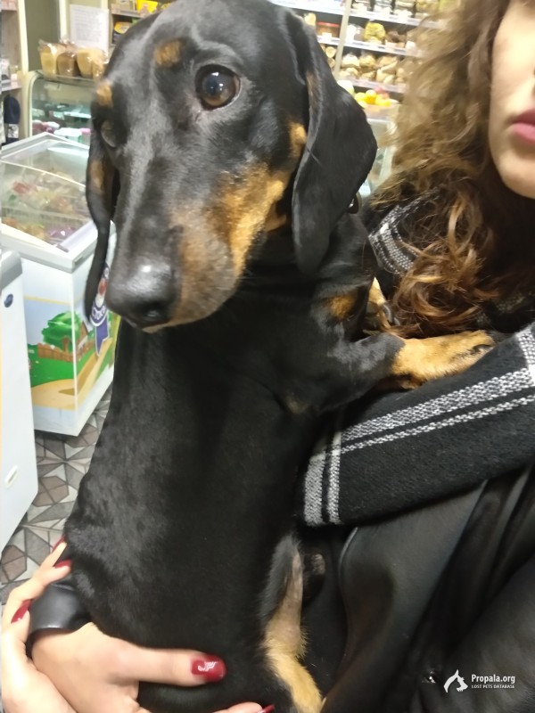 Найдена такса