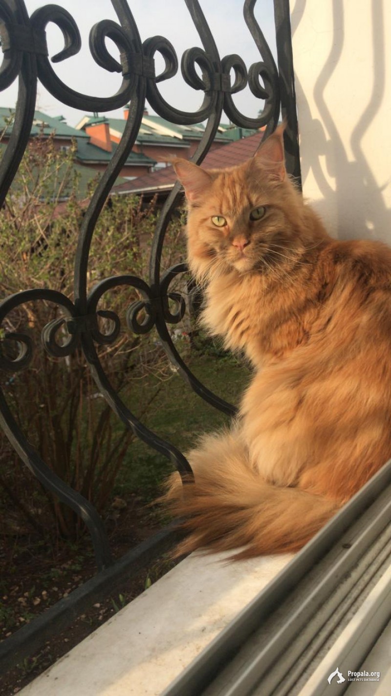 Пропала кошка