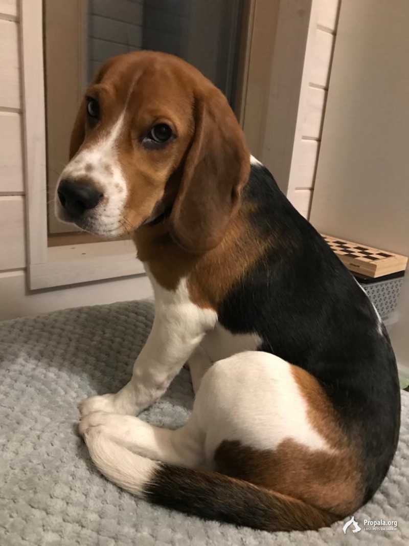 Пропал щенок