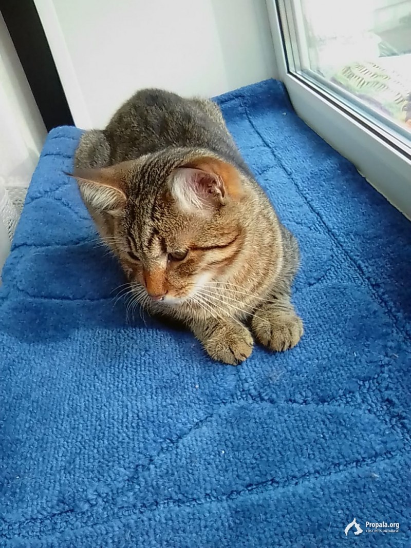 Пропал кот!