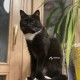 Пропал кот! Чарлик! Район Улицы Маршала Тухачевского