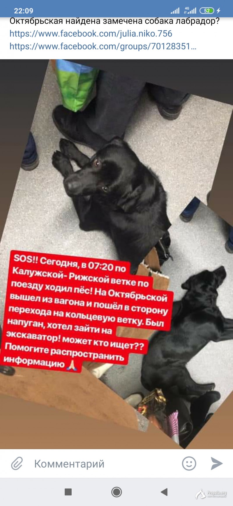 Пропала Собака Лабрадор ретривер Московская область
