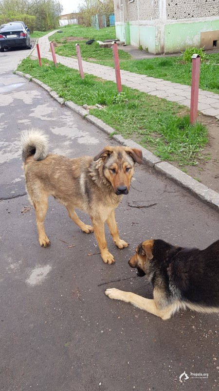 Ищем Рыжего