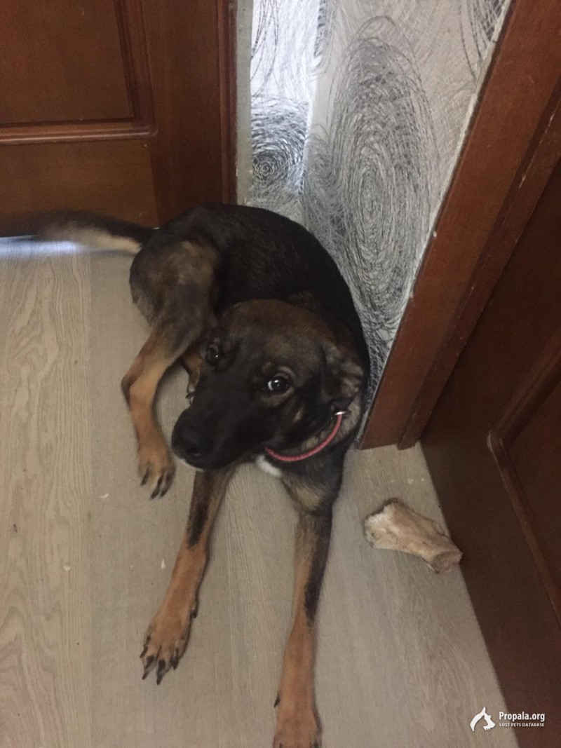 Пропала собака