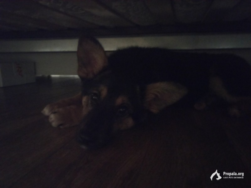 Ищет своего хозяина