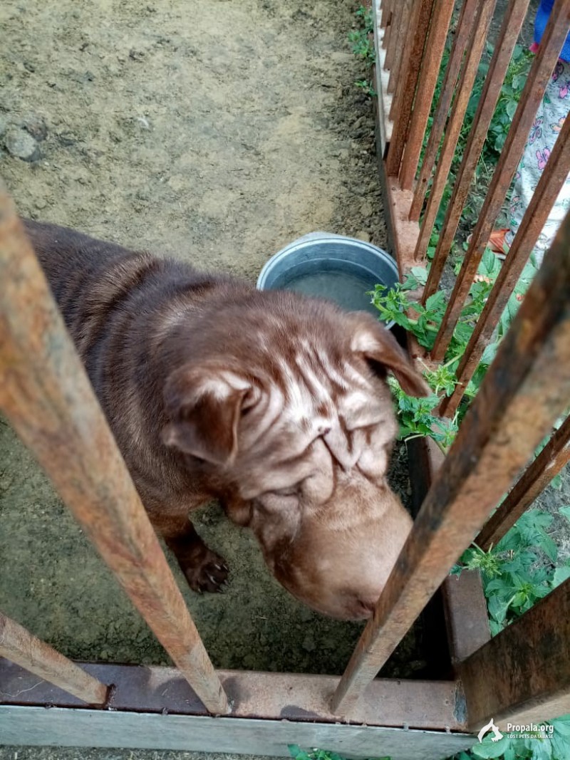 Найдена собака