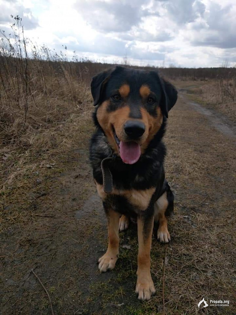 Раменский район, пропал кобель 3 года