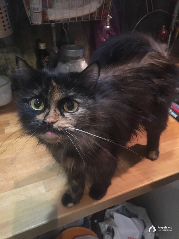 Найдена черепаховая кошечка