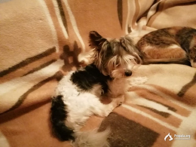 Сергиево-Посадский р-н п. Мостовик. Пропал бивер-йорк