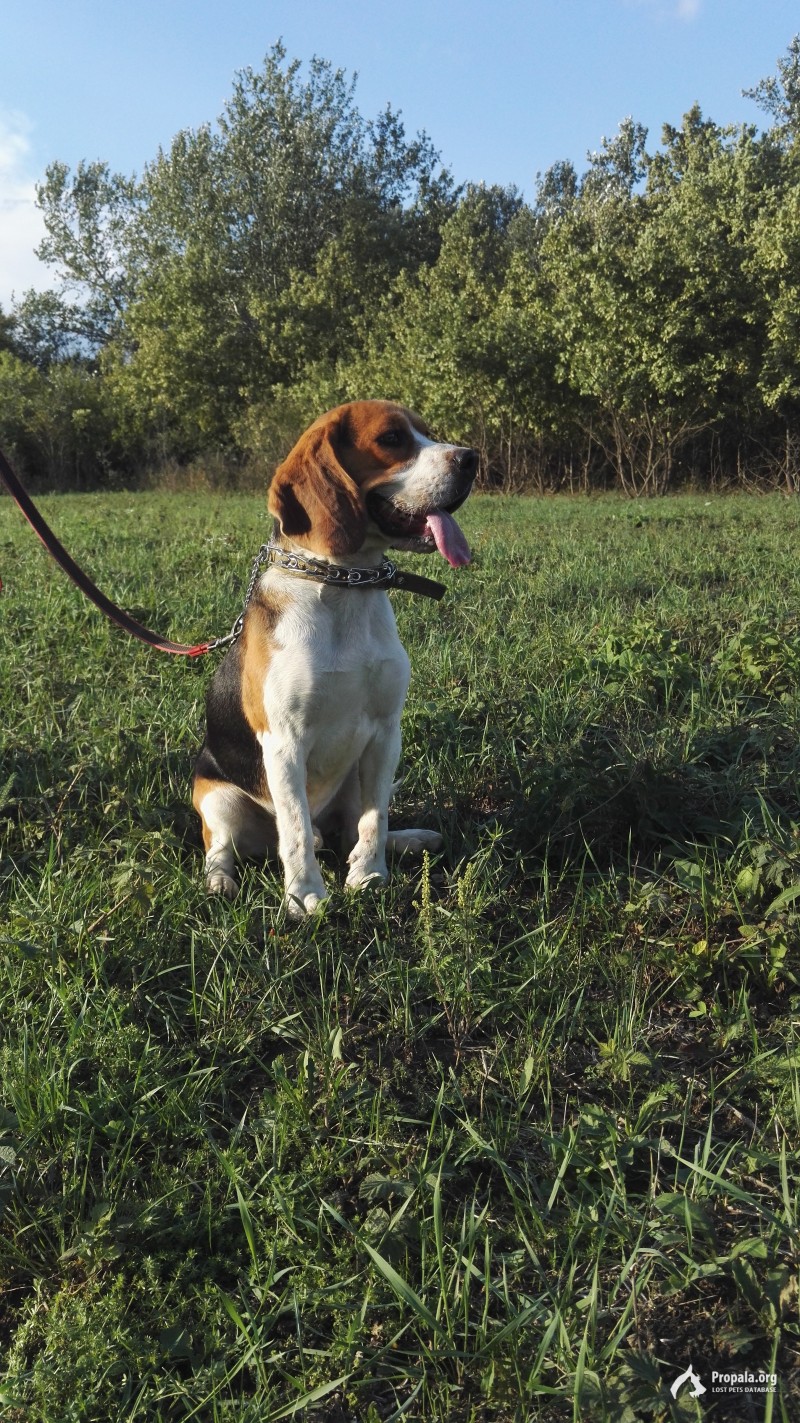 Потерялся бигль