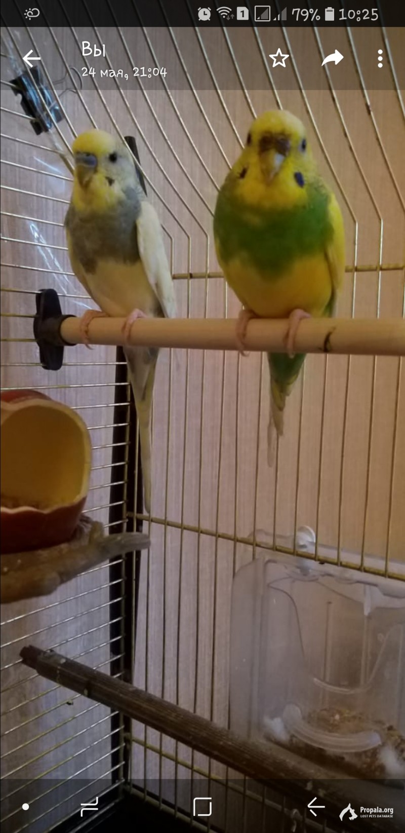 Пропали 22 июня район Бибирево .