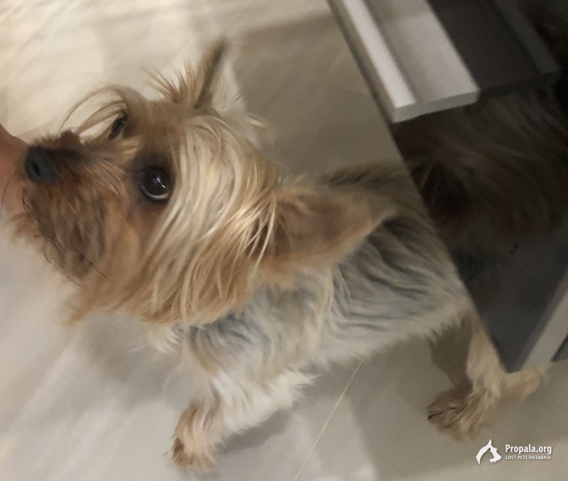 Пропала маленькая серая собака