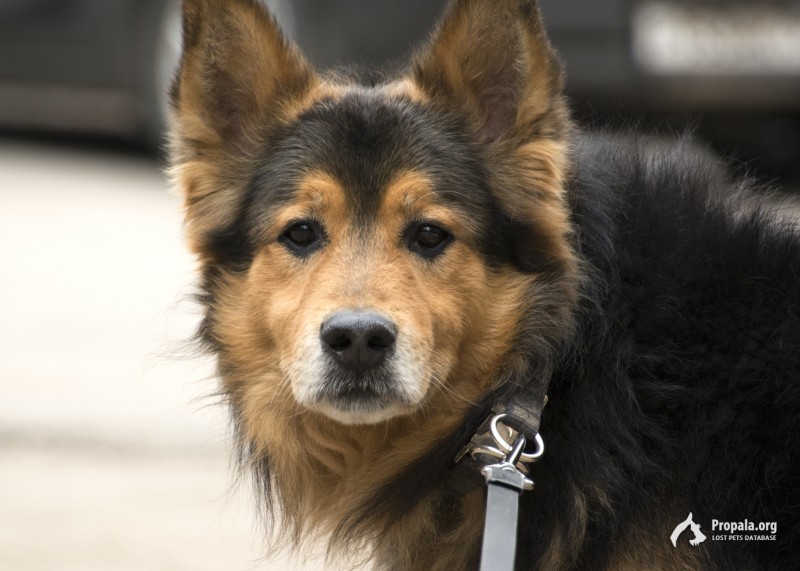 Найдена собака в строгом ошейнике.