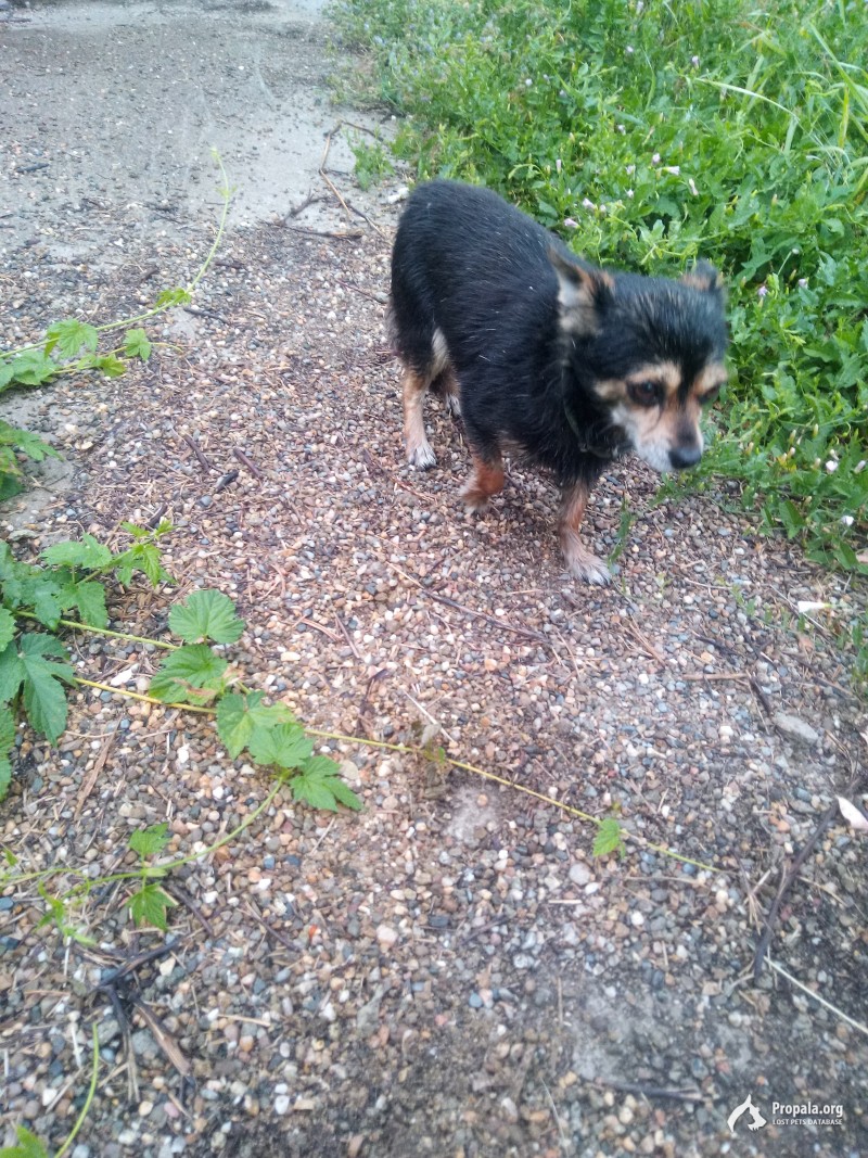 Найден кобель Чихуахуа