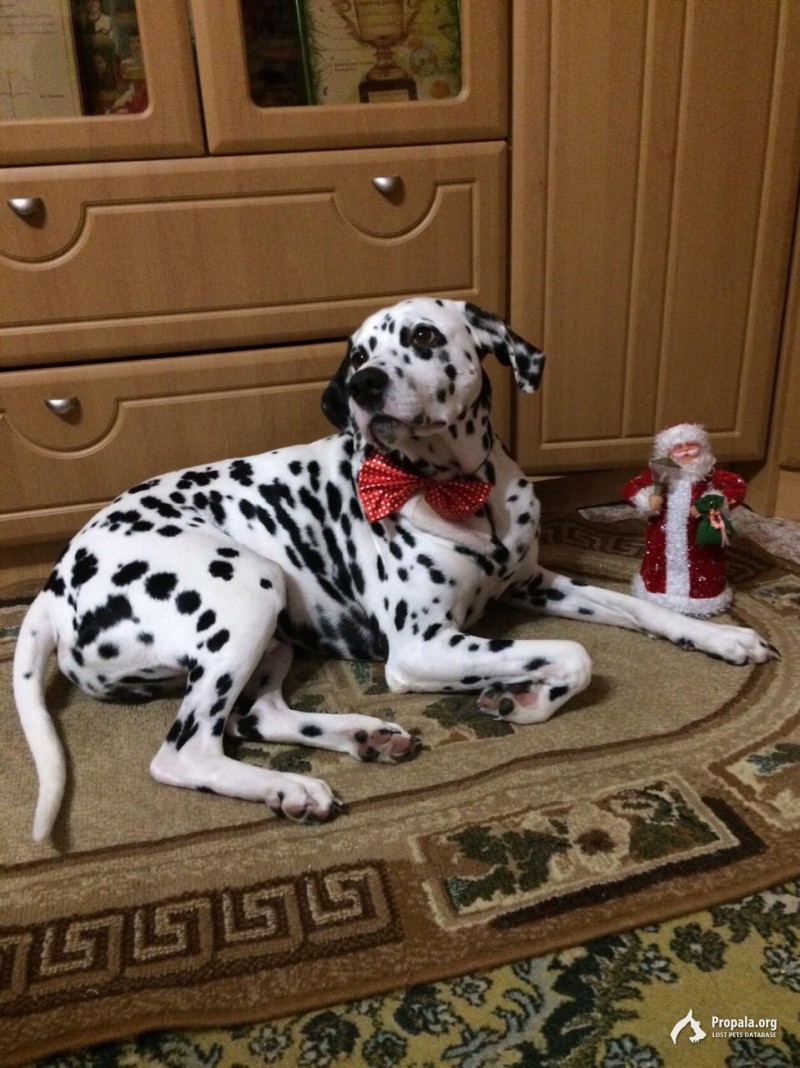 пропал далматин