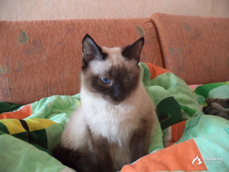 Потерялся котик. сиамец- СЭМ.