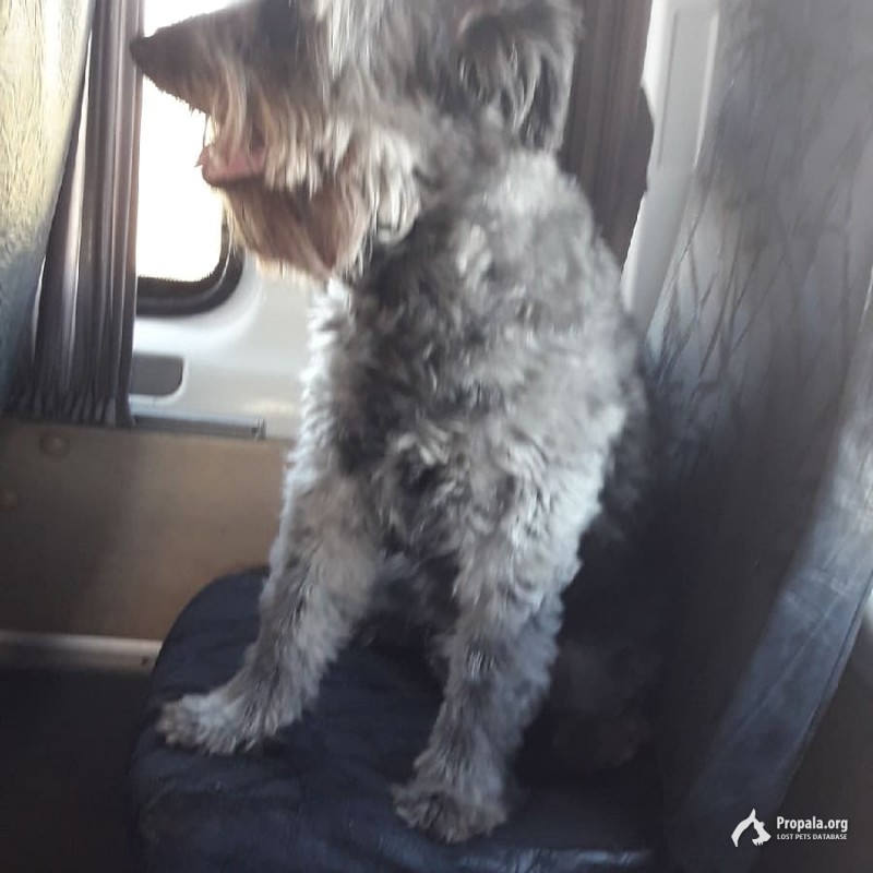 Потерялась собака!!!!!!!!!