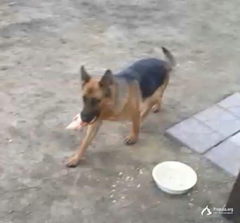 Московская область найдена овчарка