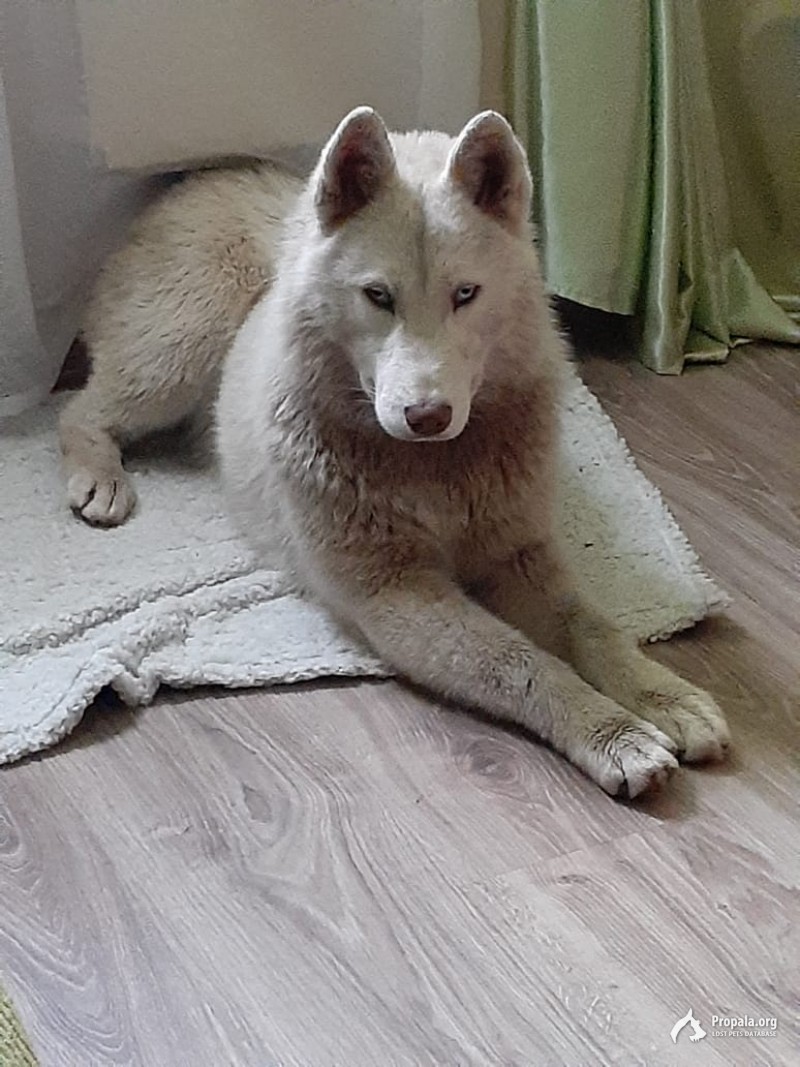 НАЙДЕН ЩЕНОК ХАСКИ. ДЕВОЧКА 5-6 МЕСЯЦЕВ