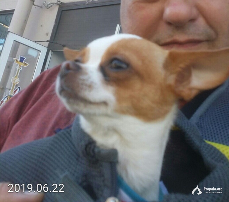 Убежала чихуа-хуа Джина