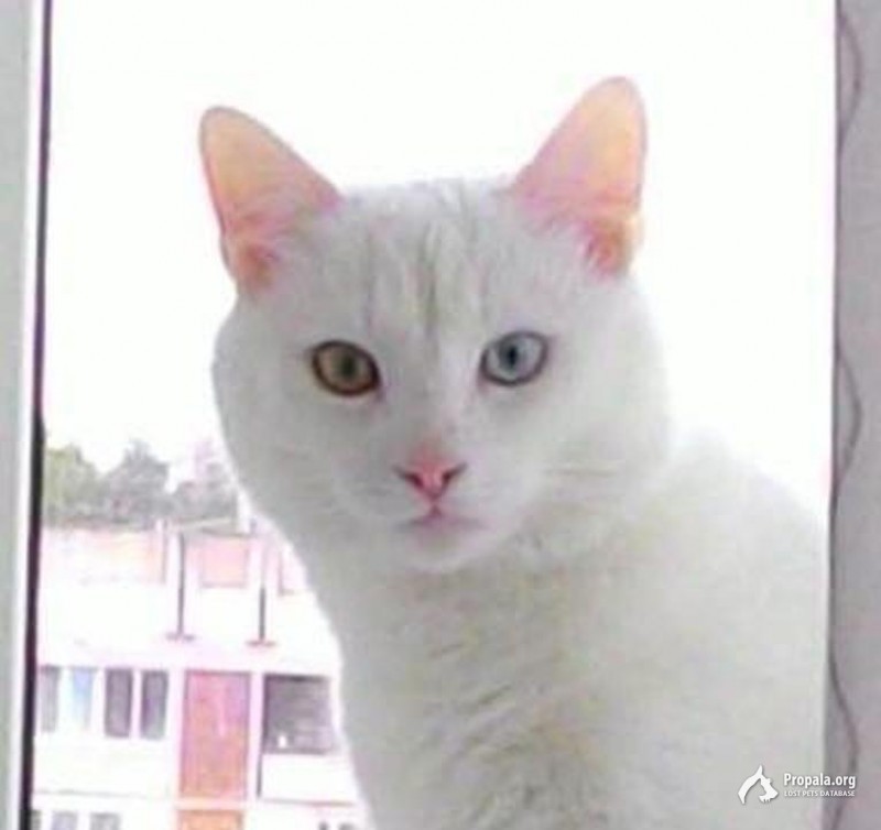 БЕЛЫЙ ГЛУХОЙ КОТ, разноцветные глаза