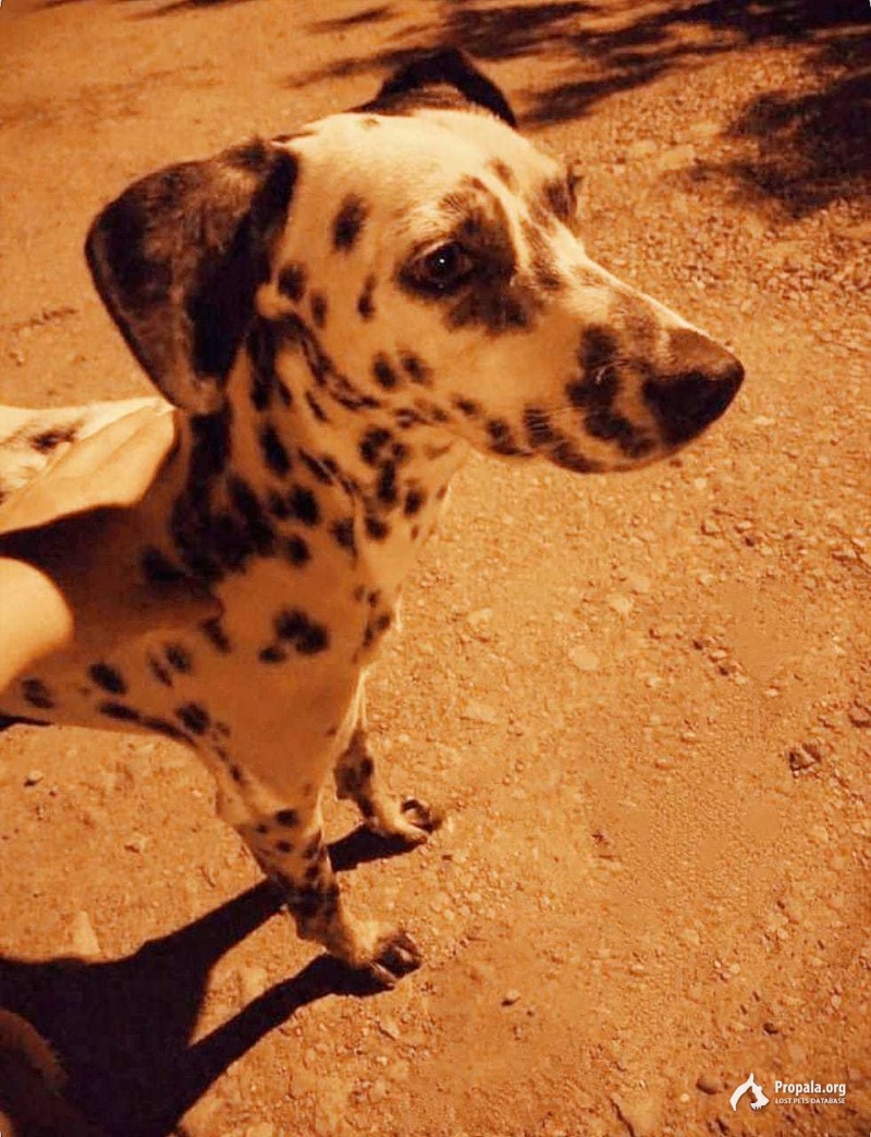 Пропала собака далматин