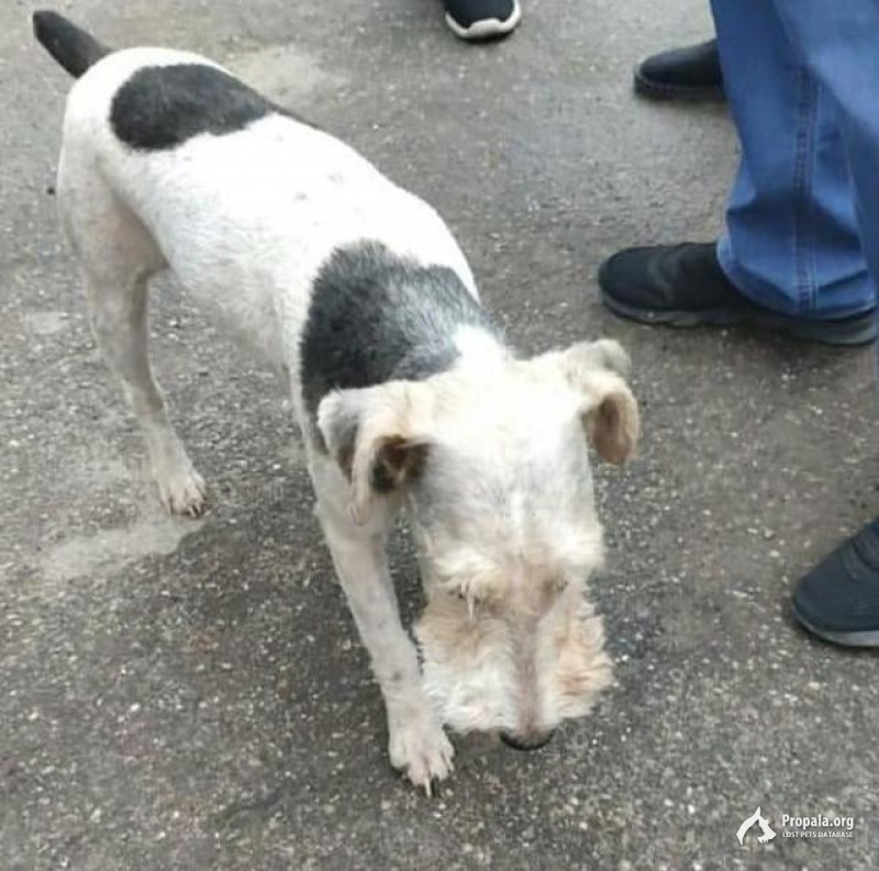 Пропала собака! Девочка Веста, фокстерьер!