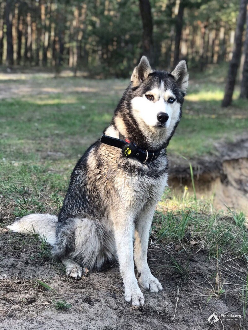 Пропала Хаски