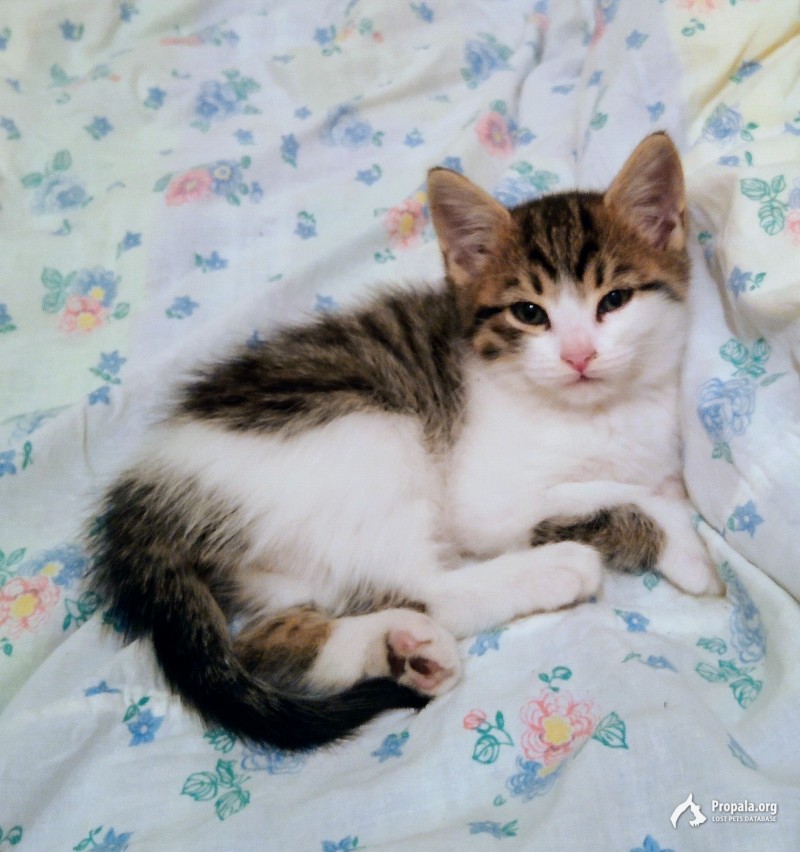 Новосибирск! Пропала 2-х месячная кошечка 22 сентября!