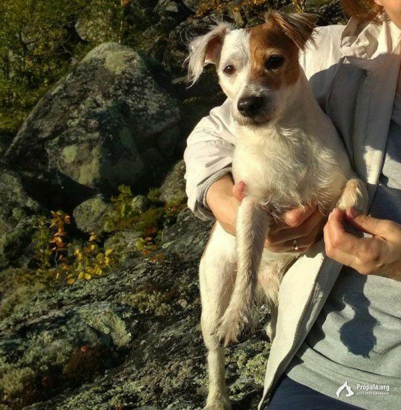 Пожалуйста помогите найти любимого пса!